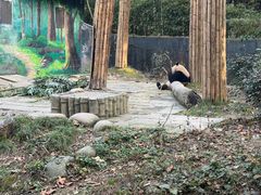 -中国大熊猫保护研究中心雅安碧峰峡基地