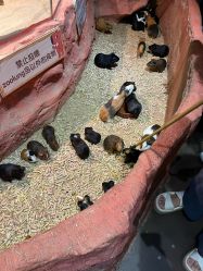 点击看大图 -Zoolung Zoolung动物主题公园(海信广场店)