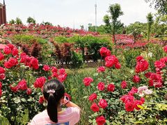 -都江堰玫瑰花溪谷