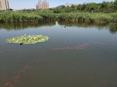 -前关湿地公园