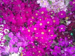 iphone_upload_pic-天目湖山水园