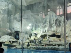 -帝企鹅自助餐厅•儿童岛•真企鹅(长隆企鹅酒店)