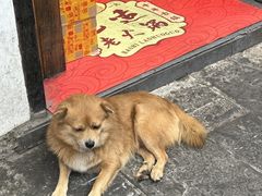 -磁器口古镇