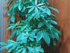 -法华学问寺-停车场