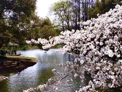 -上海共青森林公园