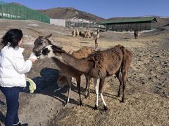 -新疆天山野生动物园