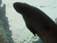 -悉尼海洋生物水族馆