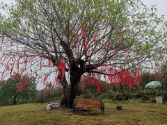 -天适樱花悠乐园