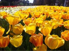 iphone_upload_pic-上海鲜花港