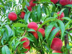 -南汇新场正宗水蜜桃采摘