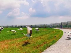 -盐城丹顶鹤湿地生态旅游区