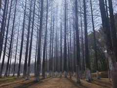 -宜兴龙背山森林公园