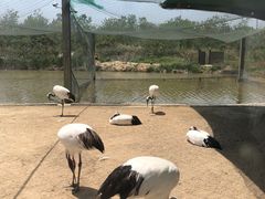 -盐城丹顶鹤湿地生态旅游区