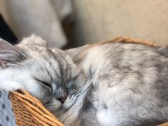 -猫友咖啡店(玉林西路店)