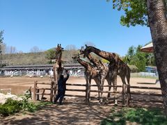 -大连森林动物园