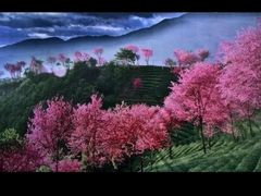 -宜良山后樱花谷