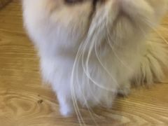 -萌喵咖啡屋(人民东路4号口M16商铺店)