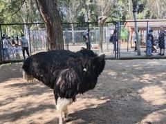 -长白岛森林公园