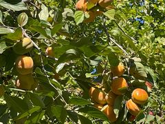 -春晖园度假酒店温泉