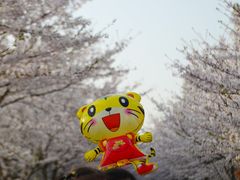 -高东镇樱花园