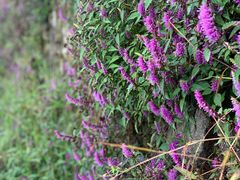 -萍乡武功山风景名胜区