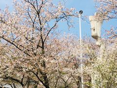 -武汉大学-樱园