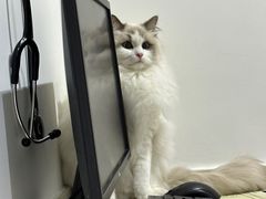 -艾贝尔宠物医院·24H转诊中心·肿瘤猫专科(江宁双龙店)