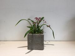 -Onirii Coffee(长乐路店)