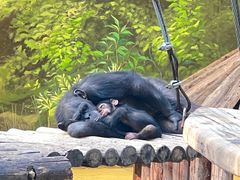 -北京野生动物园