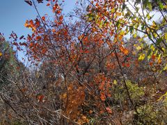 -北京西山国家森林公园