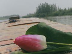-白洋淀景区