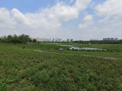 -洋湖国家湿地公园