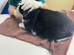 -宠颐生猫科·内科皮肤科(西平世纪城店)