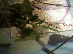 android_upload_pic-上海大自然野生昆虫馆
