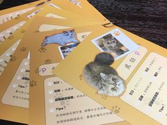 -滚猫咖啡·猫咖·猫友好撸猫(未来城店)