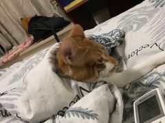 -莱真牛碳火烤肉(合肥旗舰店)
