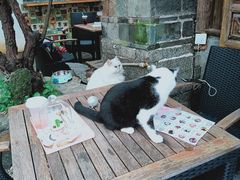 -喵屿·大理花园猫咖