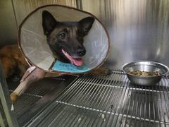 -安安宠医·安宠宠物医院