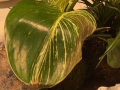 -叶叶菩提(太原别墅店)