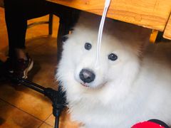 -more than meow吴止猫主题餐厅(承德 中船汇店)