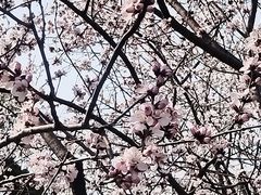 -桃花堤公园