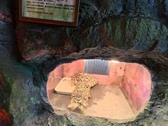 -上海大自然野生昆虫馆