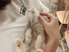 -楼上猫咖(罗湖店)
