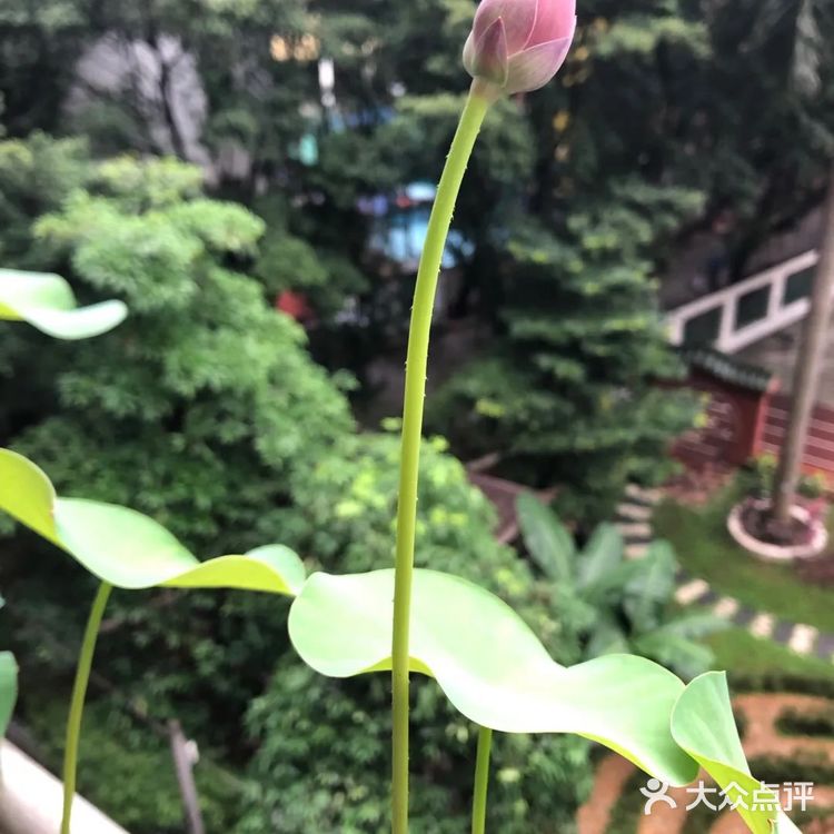 碗莲的简易种植