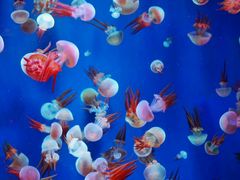 -成都浩海立方海洋公园