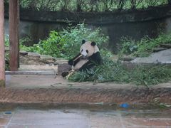 -中国大熊猫保护研究中心雅安碧峰峡基地