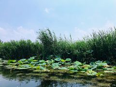 -白洋淀景区