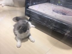 -momokira米努特·德文卷毛猫·棉花面纱犬