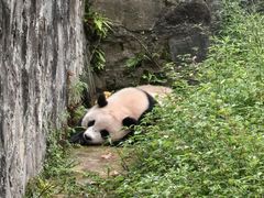 -都江堰中华大熊猫苑
