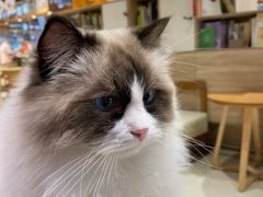 -藏猫猫咖啡主题馆(中央大道店)